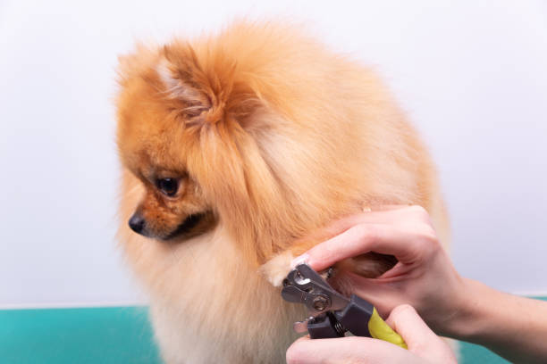 Microchipping