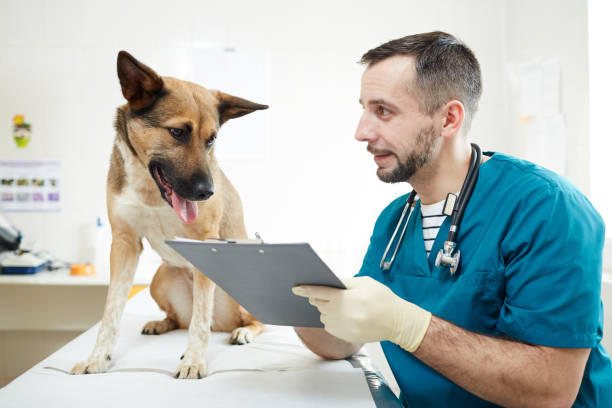  virtual vet visit