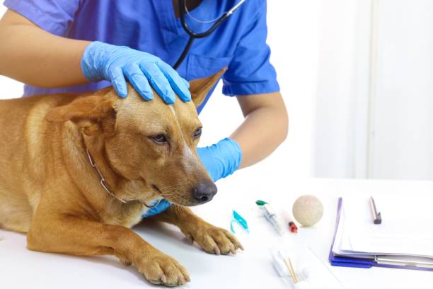 Dermatologic Examination